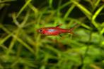 Hobbyaquarium Boraras Brigittae / chilli rasbora / nanovisje, Vis, Zoetwatervis, Schoolvis