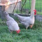 Prachtige Isabel patrijse leghorn hennen., Dieren en Toebehoren, Pluimvee