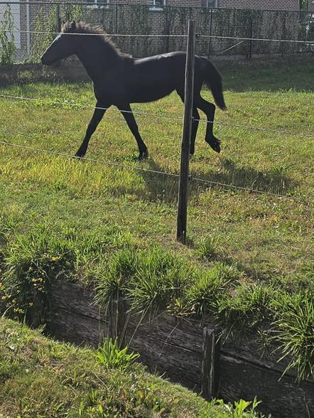 Friese merrie, Dieren en Toebehoren, Paarden, Merrie