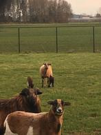 Kameroen schapen, Dieren en Toebehoren, Schapen, Geiten en Varkens, Meerdere dieren, Schaap, 0 tot 2 jaar