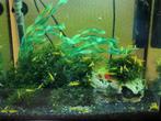 Citroen gele garnalen met streep op de rug, Dieren en Toebehoren, Vissen | Aquariumvissen, Kreeft, Krab of Garnaal, Zoetwatervis