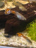 Guppy’s man, Dieren en Toebehoren, Vissen | Aquariumvissen