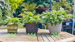 Hosta in mooie bloempot, Tuin en Terras, Ophalen, Winter