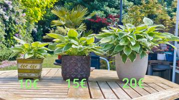Hosta in mooie bloempot  beschikbaar voor biedingen