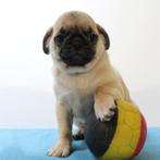 Mopshond pups (Belgisch) te koop, België, CDV (hondenziekte), 8 tot 15 weken, Meerdere