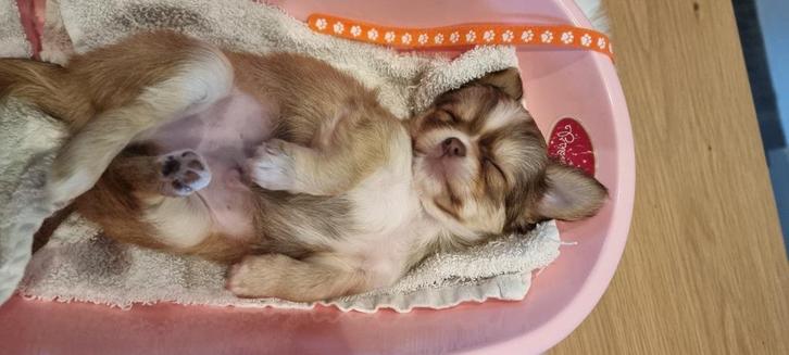 Chihuahua pups, Dieren en Toebehoren, Honden | Chihuahua's en Gezelschapshonden, Meerdere dieren, Chihuahua, Fokker | Hobbymatig