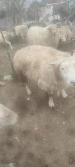 Mouton a vendre, Dieren en Toebehoren, Mannelijk, Schaap, 0 tot 2 jaar