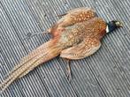 Fazant Taxidermie, Ophalen of Verzenden, Zo goed als nieuw
