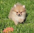 Pomeriaan/Dwergkees pup (Mini), Dieren en Toebehoren, België, Keeshond, Reu, CDV (hondenziekte)