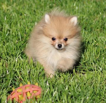 Pomeriaan/Dwergkees pup (Mini) beschikbaar voor biedingen