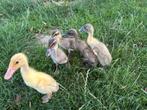 Indische loopeend kuikens, Dieren en Toebehoren, Pluimvee