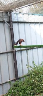 Couple de buse de harris et buse à queue rousse, Dieren en Toebehoren, Vogels | Overige Vogels, Roofvogel