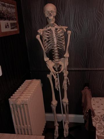 Anatomisch skelet