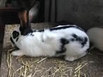 reuze vlinderkonijnen, Dieren en Toebehoren, Konijnen, Meerdere dieren, Groot, 0 tot 2 jaar