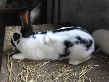 reuze vlinderkonijnen, Plusieurs animaux, Grand, 0 à 2 ans