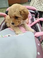 poedel pups, Dieren en Toebehoren, Poedel, België, Fokker | Hobbymatig, CDV (hondenziekte)