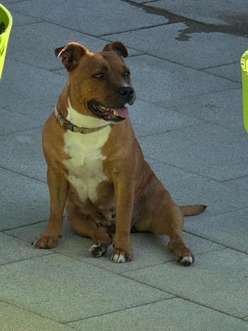 Engelse Staffordshire Bull terriër, Dieren en Toebehoren, Honden | Jack Russells en Terriërs, Teef, Overige rassen, Fokker | Hobbymatig