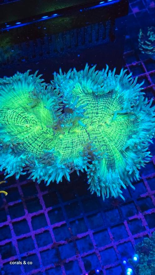 Koralen, Dieren en Toebehoren, Vissen | Aquaria en Toebehoren, Ophalen