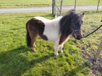 Peachtige bonte shetand merrie, Dieren en Toebehoren, Pony's, Merrie, A pony (tot 1.17m), Gechipt