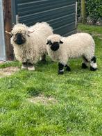 Zwartneus schapen