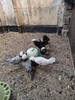 Broedeitjes Hollandse witkuif., Dieren en Toebehoren, Geslacht onbekend, Kip