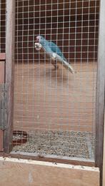 Halsband parkiet 2025, Parkiet, Geringd