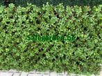 Vouwhaag Schefflera Safegarden zeer scherpe prijs -30%, Jardin & Terrasse, Écrans de jardin, Synthétique, 100 à 150 cm, Enlèvement ou Envoi