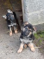 Duitse herder pups, Dieren en Toebehoren, België, Fokker | Hobbymatig, CDV (hondenziekte), 8 tot 15 weken