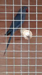 Halsband parkiet 2025, Dieren en Toebehoren, Parkiet, Geringd