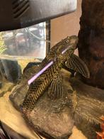 Pleco 30cm, Dieren en Toebehoren, Vis, Zoetwatervis