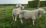 Mooie jaarling Franse Texel ram met stamboek., Animaux & Accessoires, Moutons, Chèvres & Cochons, Mouton, Mâle, 0 à 2 ans