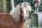 Grote shetlander, Dieren en Toebehoren, Pony's, Hengst, A pony (tot 1.17m), Gechipt, 0 tot 2 jaar