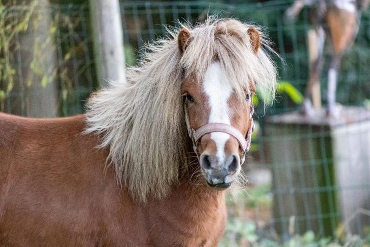 Grote shetlander, Dieren en Toebehoren, Pony's, Hengst, A pony (tot 1.17m), 0 tot 2 jaar, Gechipt, Ontwormd, Ingeënt