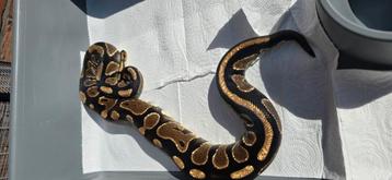 0.1 het albino beschikbaar voor biedingen