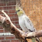 Geelwang valkparkiet P gezocht, Dieren en Toebehoren, Meerdere dieren, Parkiet, Geringd