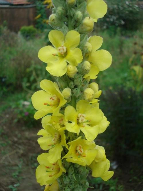 20 graines de molène jaune - Verbascum, Jardin & Terrasse, Bulbes & Semences, Graine, Envoi