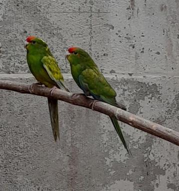 Kakariki Gezoomd 2025, Plusieurs animaux, Perruche, Bagué