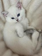 kittens Britse korthaar, Animaux & Accessoires, Chats & Chatons | Chats de race | Poil ras, Vermifugé, Plusieurs animaux, 0 à 2 ans