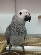 Recherche gris du Gabon, Dieren en Toebehoren, Vogels | Parkieten en Papegaaien