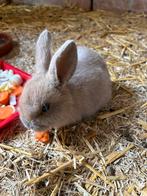 Jong Nhd konijn RAM, Dieren en Toebehoren
