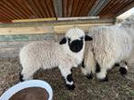 Walliser schwarznase ramlam, Dieren en Toebehoren, Mannelijk, Schaap, 0 tot 2 jaar