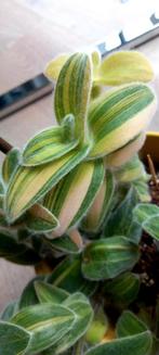 Tradescantia silamontana variegata, Huis en Inrichting, Kamerplanten, Ophalen