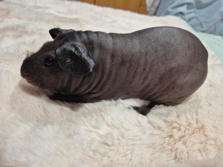Super lief skinny cavia beertje, Dieren en Toebehoren, Knaagdieren, Mannelijk, Cavia, Januari, Tam