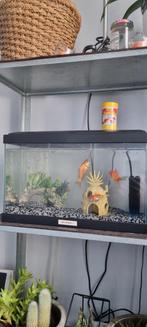 Aquarium complet, Ophalen of Verzenden, Zo goed als nieuw