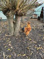 Zijdehoen haan, Dieren en Toebehoren, Pluimvee, Mannelijk, Kip