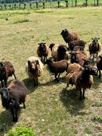 Schapen, Dieren en Toebehoren, Schapen, Geiten en Varkens