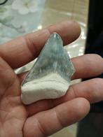 Megalodon tand bone valley, Enlèvement ou Envoi