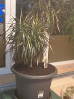Grote drakenboom, Maison & Meubles, Plantes d'intérieur, Enlèvement, Palmier, En pot, 150 à 200 cm