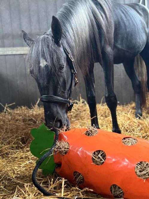 3 jarige Lippizaner ruin, Dieren en Toebehoren, Paarden, Ruin, Onbeleerd, Minder dan 160 cm, 3 tot 6 jaar, Dressuurpaard, Gechipt
