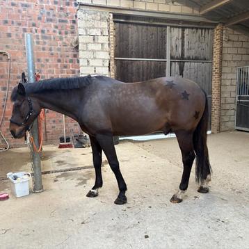 Scheren van paarden/pony’s/veulen beschikbaar voor biedingen